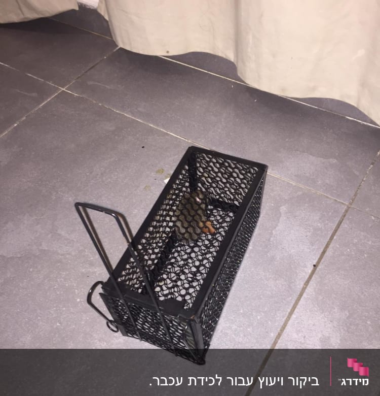 מלכודת מתכת עם עכבר בפנים על רצפה אפורה